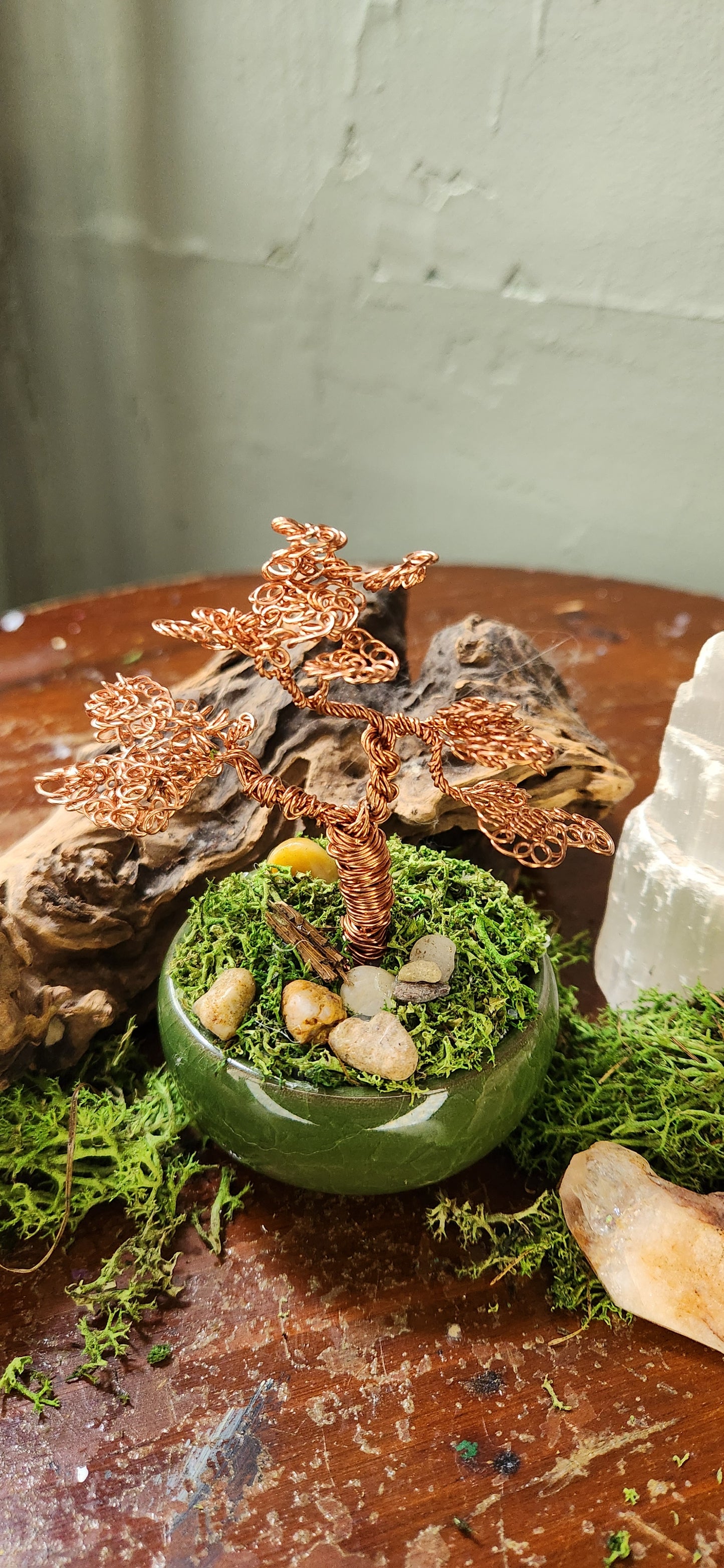 Stillwind Bonsai