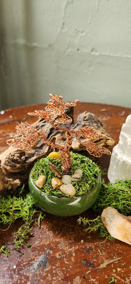 Stillwind Bonsai