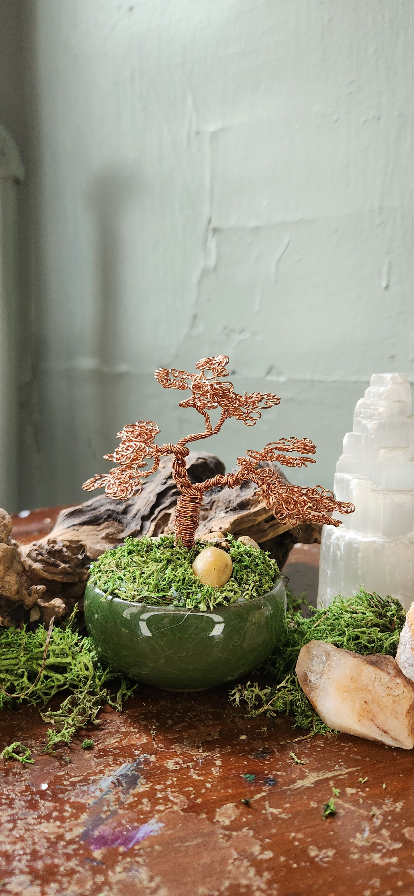 Stillwind Bonsai