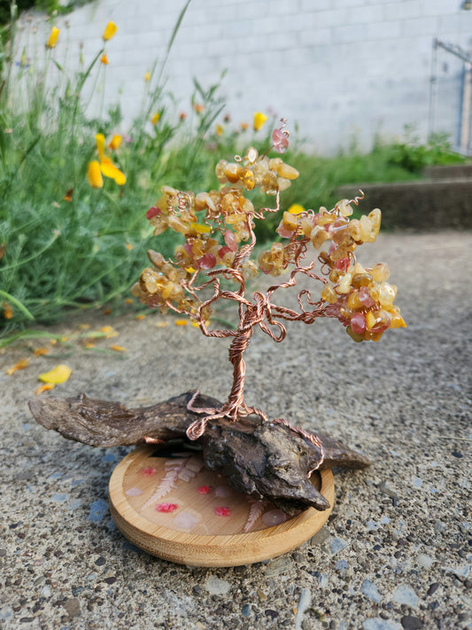 Sunblossom Grove